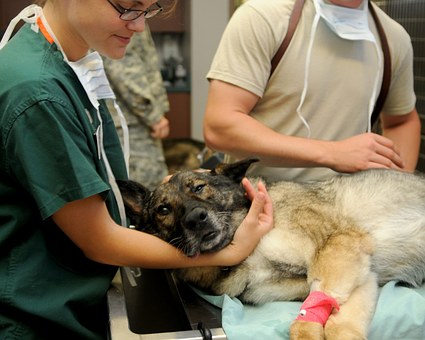 Things To Keep In Mind When You Want To Become A Vet